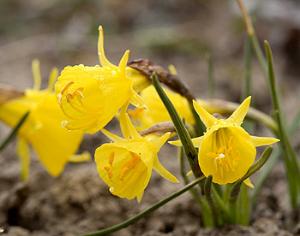 Коронку нарцисса признали "отдельным органом"