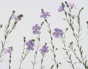 Растения способны переносить радиацию