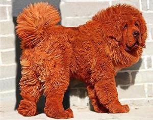 Самый дорогой в мире щенок