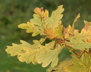 В России появится хранилище желудей