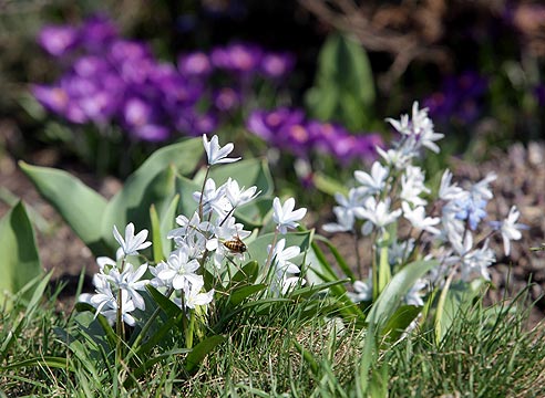 Пролеска, Scilla