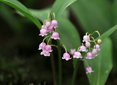 Ландыш, Convallaria