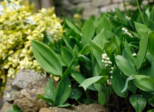 Ландыш, Convallaria