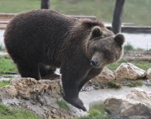 Канадские медведи удобряют лососем прибрежные растения