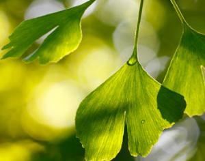 "Искусственный лист" станет электростанцией