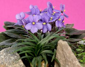 "Вальс цветов" звучит в Москве