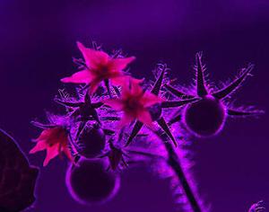 Фермы уйдут под землю