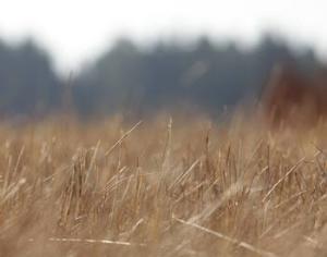 Поджоги травы вредят сельскому хозяйству