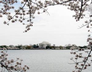 Фестиваль цветущей сакуры в Вашингтоне. ФОТОРЕПОРТАЖ