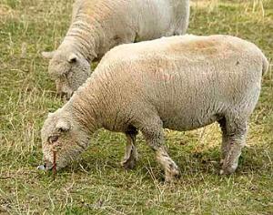 На юге Подмосковья появится сафари-парк