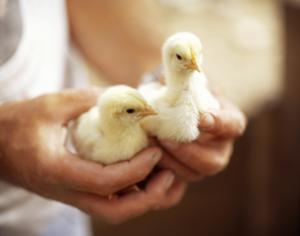 Американцам предложили взять цыплят напрокат