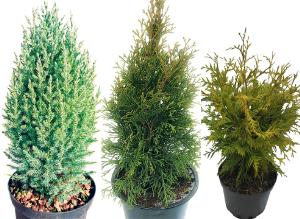 Хвойные секреты от &quot;Бизнес-Букета&quot;