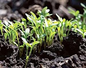 Генетики поняли, что ошиблись в предке земных растений