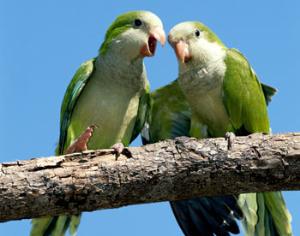 В Великобритании началась компания против попугаев