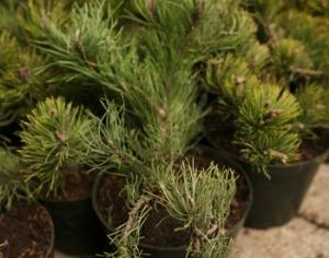 В Приморье сажают леса для леопардов