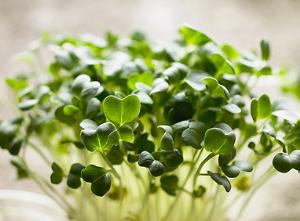 Фестиваль водяного кресса пройдет в Англии