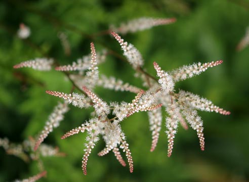 Волжанка, Aruncus