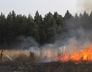 Торфяные пожары: видит Гринпис, да МЧС неймёт