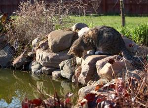 Кошка на даче