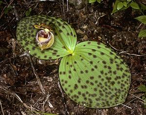 Учёные уличили орхидеи в двойном обмане мух