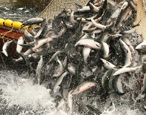 Европа реформирует рыбную отрасль