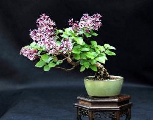 Русский бонсай в Тимирязевском музее