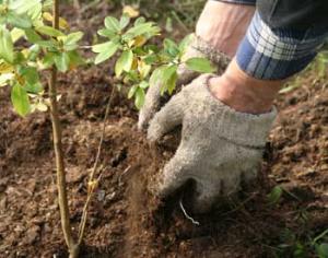 Безногий китайский ветеран посадил 3000 деревьев