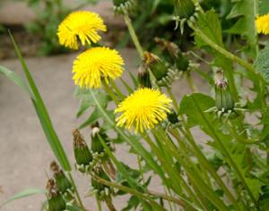 Уфа объявила войну одуванчикам