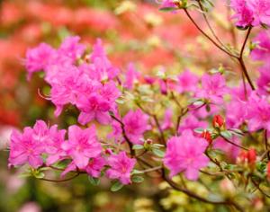 Нью-Йоркский ботанический сад отметил 120-летие цветущими азалиями