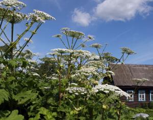 Ленобласть потратит тридцать миллионов на борьбу с борщевиком