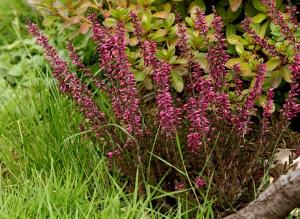 Компаньоны вересковых