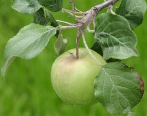 В Строгино появится новый парк с яблоневым садом