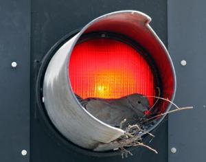 Свей гнездо в светофоре