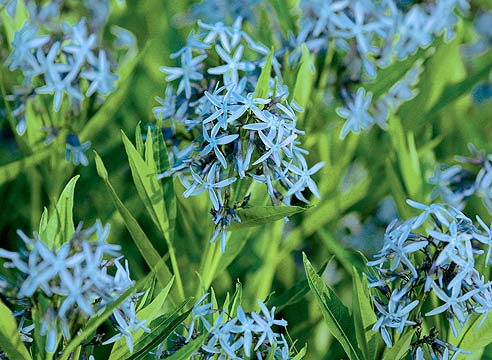 Амсония восточная, Amsonia