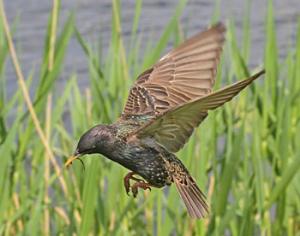 День эколога в Дубках состоится 2 июня
