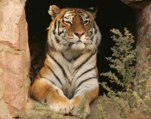 Подпишись, чтобы тайга не стала паркетом