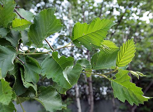 Ольха, Alnus