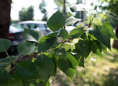 Тополь, Populus