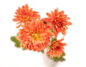 В России запатентован автомат по продаже живых цветов