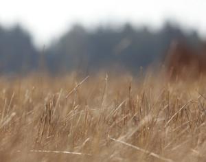 Лесные пожары 2012 уже начались