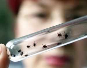 Онищенко призвал усилить борьбу с клещами