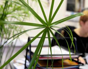 Растения в горшках спасут офисный планктон