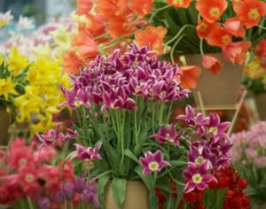 В Киеве работает выставка цветов