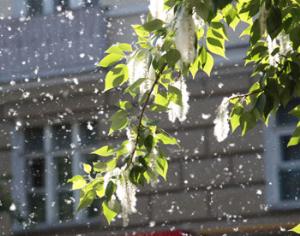 Собянин пообещал вырубить все тополя