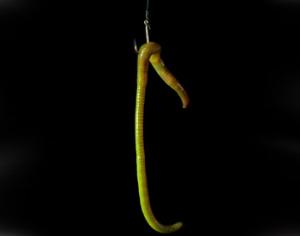 Финны придумали светящихся червей для рыбалки