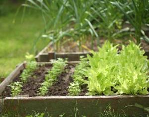 В Москве работает общественный огород, где можно арендовать грядку