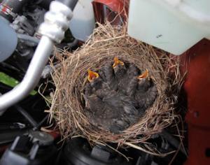 Птенцы дрозда вылупились под капотом автомобиля