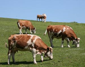 Сельское хозяйство и скотоводство сделали людей маленькими и больными