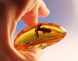 Доисторических насекомых можно увидеть в янтаре