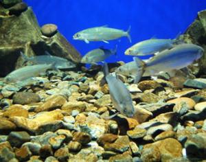 Ученые посчитали байкальских омулей